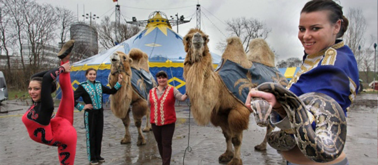 Circus Festival